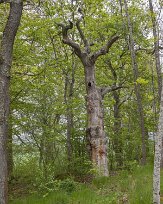 Gorsingelund