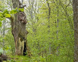 Gorsingelund