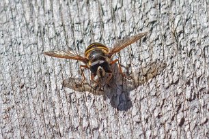 Getinglik tigerfluga Getinglik tigerfluga I Hamra nationalpark (Temnostoma vespiforme) – stor blomfluga som blir 13 – 18 mm lång. Bakkroppen har en svart grundfärg med sex till åtta...