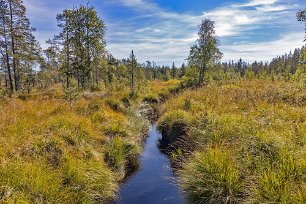 Hamra nationalpark Dike i myren strax före utsiktstornet.