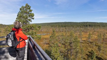 Hamra nationalpark Vy över myrlandskapet från utsiktstornet.