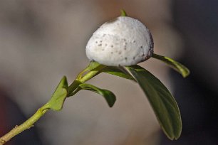 Lingonsvulst Lingonsvulst, Exobasidium vaccini, är den vanligaste av de tre arter av svulstsvampar som parasiterar på lingon. De angripna bladen blir röda, tjocka och...