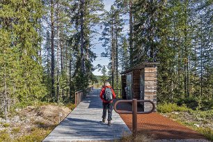 Vid Myrentrén Från Myrentrén i Hamra nationalpark fortsatte vi till utsikttornet med fin utsikt över myrlandskapet.