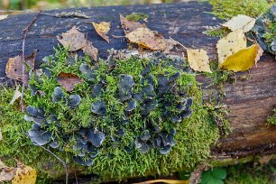 Fjällig filtlav Fjällig filtlav (Peltigera praetextata) på en multnande trädstam vid leden ovan Tandlaviken.