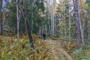 Gammelskog Naturreservatet ligger utmed Hyndevadsströmmen och har en mångfald av naturtyper. Stigen ovan Tendlaviken kantas av murkna, naturligt åldrade, fallna träd.