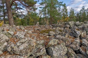 Stenröse Stenröse på toppen av utsiktskullen, kanske en gammal fornborg – ho vet...