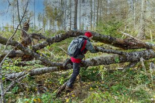 Vandringshinder Ett oröjt kalhygge gav extra motion.