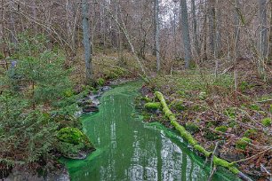 Artrik lövskog Längs Henarån i dalgångens botten växer en fuktig och mycket artrik lövskog.