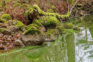 Mossbelupet Mossa frodas i det varmfuktiga klimatet i dalsänkan kring Henareån.