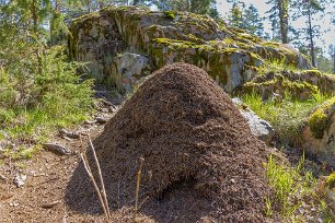 Myrstack Meterhög myrstack vid stigen upp till Skansberget i Henaredalens naturreservat .