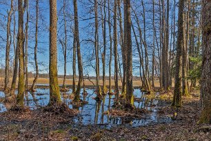 Herrökanäs naturreservat Sankmark vid leden.