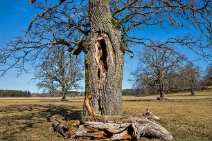 Skriet Skriet, dvs ek med ålderkrämpor i Herrökanäs naturreservat. Bland de storvuxna ekarna trivs bland annat den utrotningshotade läderbaggen.
