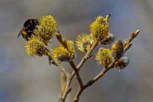 Humla i sälg Humla samlar nektar i sälgblommor i Herrökanäs naturreservat.