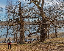 Döende ekar Reservatet ligger vid sjön Miseln. Några ekar har ett omkrets av närmare sju meter och en ålder på upp till 200 år.