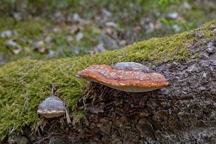 Järgarskogens naturrreservat Klibbticka (Fomitopsis Pinicola) är en av de vanligaste tickorna på granlågor, men kan förekomma även på döda lövträd. Lär ha använts vid framställning av...