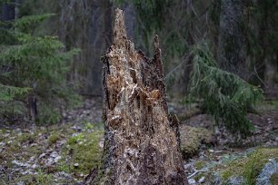 Järgarskogens naturrreservat Mumma för trä- och insektsätare.