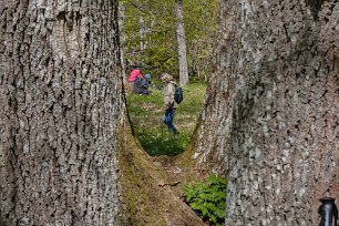 Järgarskogens naturrreservat Fika i eklund vid Yngern.