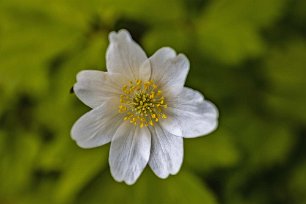 Järgarskogens naturrreservat Vitsippa i eklunden.