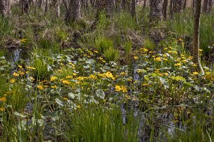 Järgarskogens naturrreservat Kabbeleka vid eklunden.
