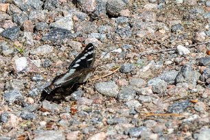 Aspfjäril Aspfjäril (Limenitis populi) i Kalkbro naturreservat.