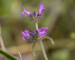 Bergmynta Bergmynta (Clinopodium vulgare). Ger gula och bruna färger vid växtfärgning.