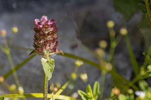 Kalkbro naturreservat Brunört (Prunella vulgaris) tillhör familjen kransblommiga växter. Det svenska namnet kommer av de brunfärgade stödbladen i blomställningen.