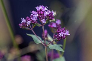 Kalkbro naturreservat Kungsmynta, oregano eller ibland kungsmejram (Origanum vulgare). En speciell egenskap hos växten, liksom exempelvis hos pors och pepparmynta, är att den på...