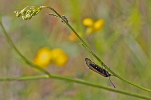 Kalkbro naturreservat Mindre bastardsvärmare (Zygaena viciae) i Kalkbro naturreservat.
