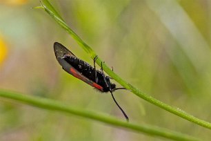 Kalkbro naturreservat Mindre bastardsvärmare (Zygaena viciae) i Kalkbro naturreservat.