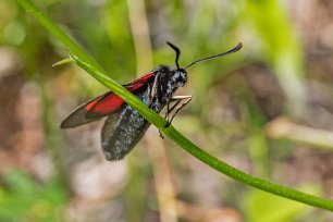Kalkbro naturreservat Mindre bastardsvärmare (Zygaena viciae) i Kalkbro naturreservat.