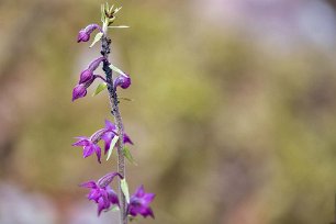 Kalkbro naturreservat Purpurknipprot (Epipactis atrorubens) är sällsynt och förekommer i södra Sveriges kalktrakter, men även i kalkrika områden i fjällkedjan. Den växer på torr...