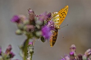 Kalkbro naturreservat Silverstreckad pärlemorfjäril Cirsium palustre) .