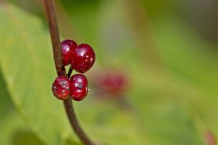 Kalkbro naturreservat Bär på skogstry (Lonicera xylosteum), även kallad bentry, är en oftast helt låg men lummig, vackert grön buske i familjen kaprifolväxter.