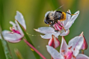 Blomfluga på blomvass Humlelik pälsblomfluga (Criorhina ranunculi) är en humlelik blomfluga. Den ansågs vara utdöd i Sverige mellan 1940 och 1990. Från och med 90-talet har den...