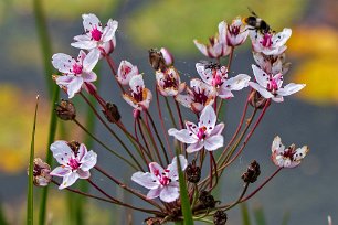 Blomvass Blomvass (Butomus umbellatus) vid Kinglöts Hals, blommar från juni till augusti. Blomman är självsteril, dvs självbefruktning fungerar inte, vilket motverkar...