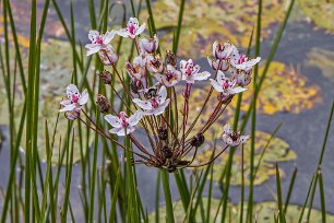 Kinglöts udde Blomvass (Butomus umbellatus) vid Kinglöts Hals,