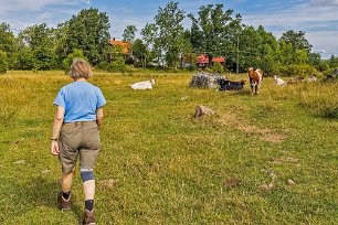 Kinglöts udde Genom kohagen vid p-platsen på väg ut till Kinglöts udde.