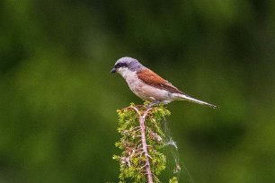 Törnskata Törnskata (Lanius collurio) vid ängen före Kinglöts udde.