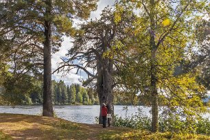 Ålderstigen lind Ålderstigen mångahundraårig lind på öns sydspets.