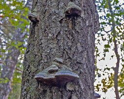 Kyrköns naturreservat Eldticka (Phellinus igniarius) i Kyrkskogen. Eldtickan har fått sitt namn av att den förr i tiden också användes för att hålla elden vid liv över natten genom...