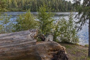 Kyrköns naturreservat Fallna trädjättar vid stranden mot Ljusnan.