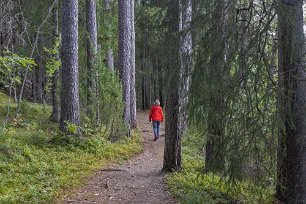 In i urskogen Längs Lill-älven in i ett urskogsliknande område med 400 år gamla tallar.