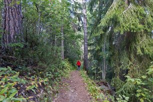 Vildvuxet Vildvuxet längs stigen intill Ljusnan.