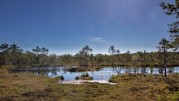 Knuthöjdsmossen Göl i Knuthöjdsmossen, som framför allt är känd som häckningsplats för smålom, som gärna bygger sitt bo vid gölarna inom reservatet. Där finns det inte så...