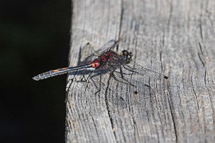 Myrtrollslända Myrtrollslända, hane, (Leucorrhinia dubia), även kallad mindre kärrtrollslända, i Knuthöjdsmossen.