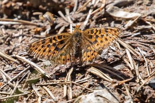 Prydlig pärlemorfjäril Prydlig pärlemorfjäril ( Boloria euphrosynel) i Knuthöjdsmossen. Larven lever på och äter av framför allt olika arter i violsläktet men även odon och skvattram.