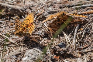 Prydlig pärlemorfjäril Prydlig pärlemorfjäril ( Boloria euphrosyne) i Knuthöjdsmossen.