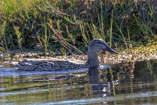 Snatterand Snatterand, hona, i en av gölarna i Knuthöjdsmossen.
