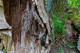 Död ved Blandskogen börjar likna mer och mer en naturskog med stort inslag av död ved i form av lågor och högstubbar.