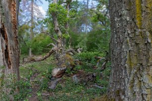 Fallen åldring En eks sista vila. Flera av de ädsta träden fanns här redan i början av 1700-talet. Norrby kyrkskog har en historia som frälsejord, dvs jord som var befriad av...